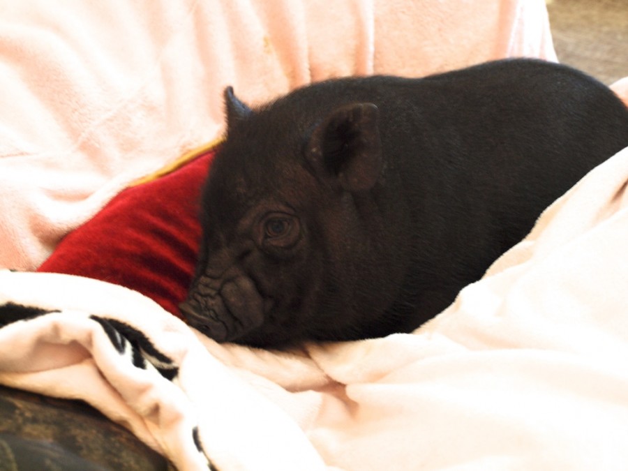 happiness is a piggy bed
