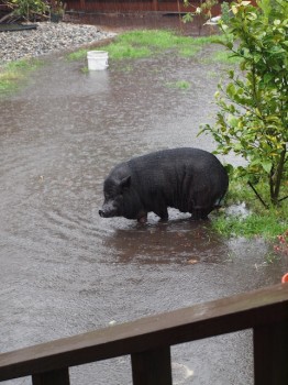 Poor Piggy, flooded out
