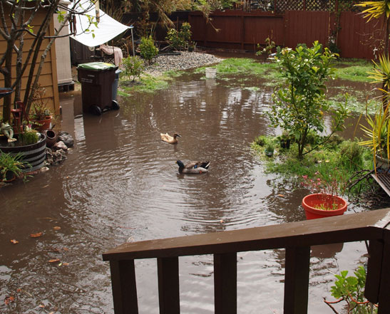 Happy Ducks in the flooded yard